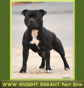 Int.Ch., Mł.Ch.Pl., Ch.Pl. WWW Knight Errant Port Erin