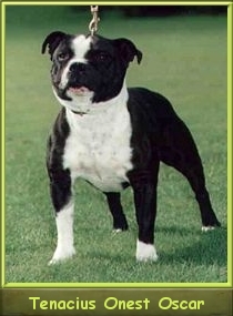 Ch. TENACIUS Onest Oscar