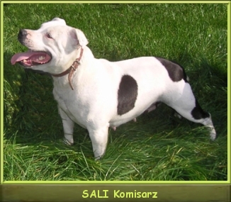 SALI Komisarz