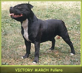 Ch.Pl. VICTORY MARCH Pullera