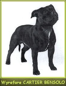 Ch. Wyrefare Cartier Bensolo