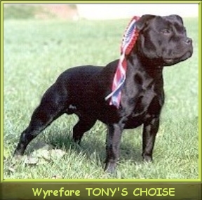 Int.Ch. Wyrefare Tony's Choice