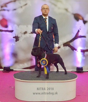TOMMY GUN Stawka Większa niż Życie