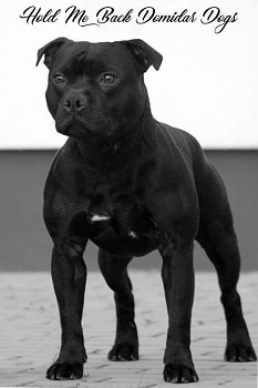 HOLD ME BACK Domidar Dogs