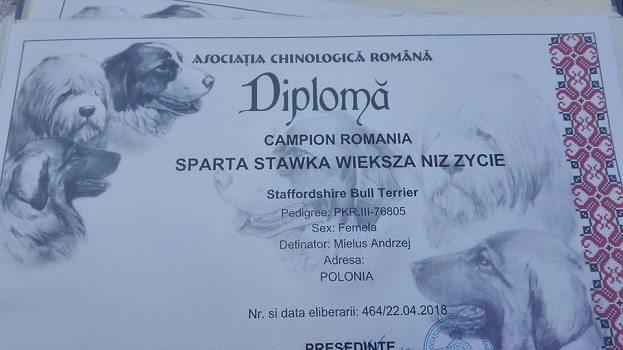 SPARTA Stawka Większa niż Życie