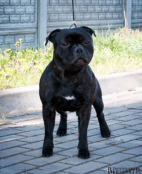 Gucio
