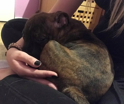ZIGGY Stawka Większa niż Życie