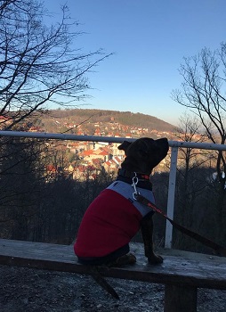 ZIGGY Stawka Większa niż Życie