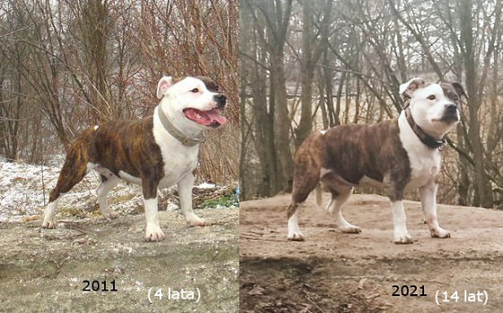DŻUMA Stawka Większa niż Życie