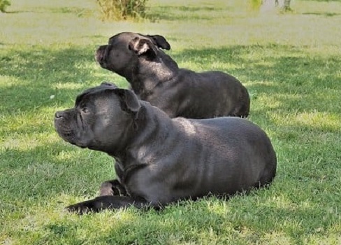 BUFFY i TOTO