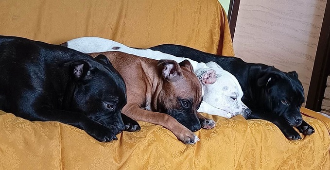 Toto, Pyza, Sparta i Buffy