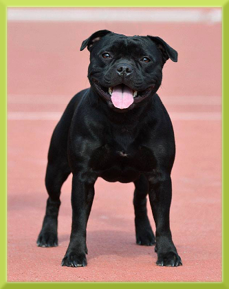EXTRA'S LEGACY Domidar Dogs