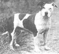Gentelman Jim