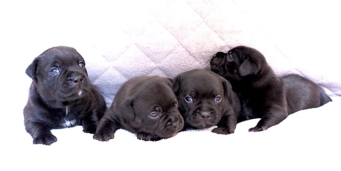 4 weeks