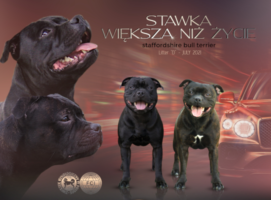 Alosza i Toto