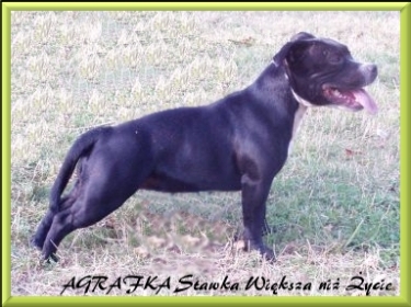 AGRAFKA Stawka Większa niż Życie