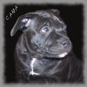 CAYA