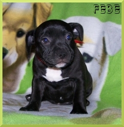 FEBE