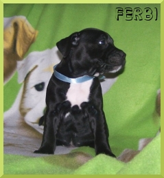 FERBI