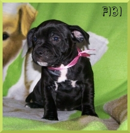 FIBI