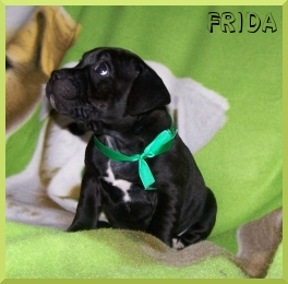 FRIDA