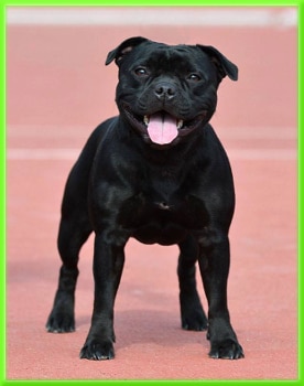 EXTRA'S LEGACY Domidar Dogs