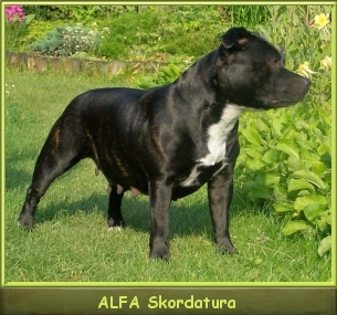 Ch.Pl. ALFA Skordatura