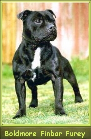 Ch.  BOLDMORE FINBAR FUREY