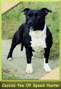Ch. Cassius Pea Of Speed Hunter