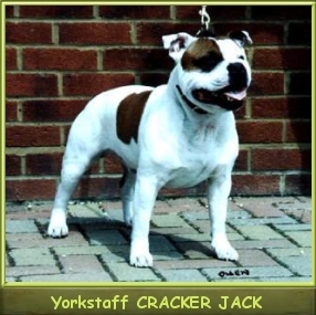 Ch. Yorkstaff Cracker Jack