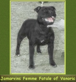 Ch.GB Jamarvins Femme Fatale of Vanoric