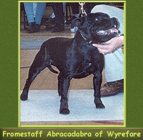 Ch. FROMESTAFF ABRACADABRA of Wyrefare
