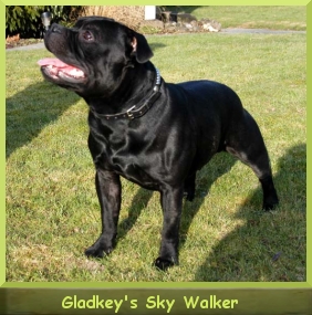 Int.Ch. Ch.CH. Ch.A. Gadkey's Sky Walker