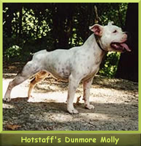 Hot Staff's Dunmore Molly