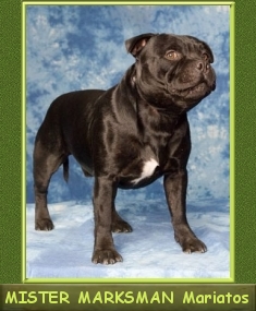 Int.Ch. Ch.SK.HU.B&H MISTER MARKSMAN  Mariatos