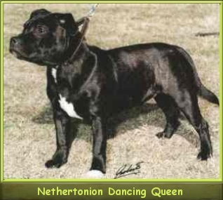 Nethertonion Dancing Queen