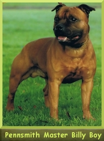 CH. Pennsmith Master Billy Boy