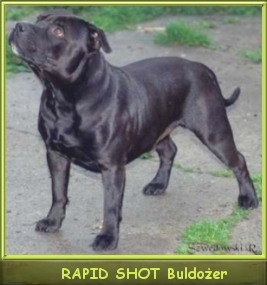 Mł.Ch.Pl., Ch.Pl.Sk. RAPID SHOT Buldożer