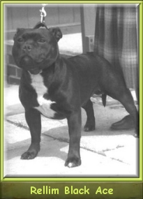 Ch.  RELLIM BLACK ACE