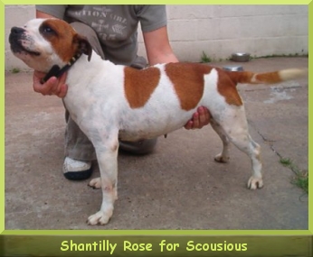 Shantilly Rose for Scousious