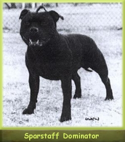 Ch. Sparstaff Dominator