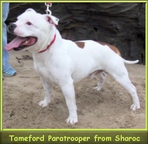 Tameford  Paratrooper from Sharoc