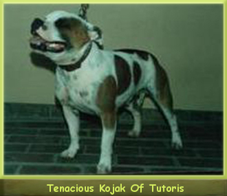  Tenacious Kojak of Tutoris
